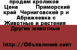 продам кроликов  › Цена ­ 500 - Приморский край, Черниговский р-н, Абражеевка с. Животные и растения » Другие животные   